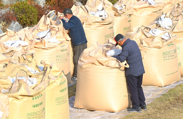 공공비축미곡 및 시장격리곡 매입이 진행되는 가운데 한 농민이 등급판정을 받기 위해 쌓아둔 포대를 살펴보고 있다. 세종일보DB