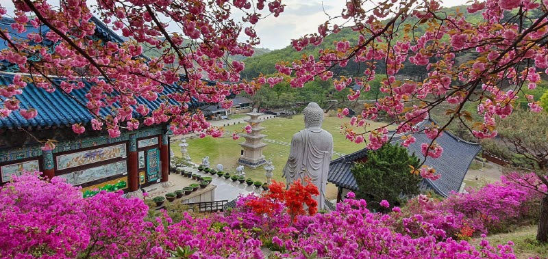 세종 영평사 봄 풍경 사진출처 = 영평사 홈페이지