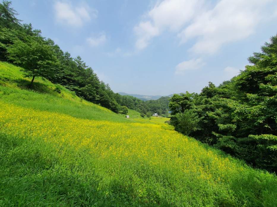 추정리 유채꽃밭