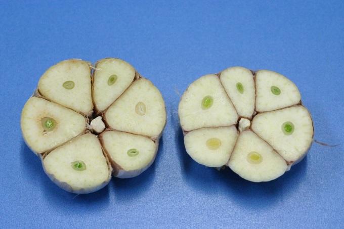  충북농업기술원 마늘연구소에서 국내 최초로 개발된 한지형 마늘