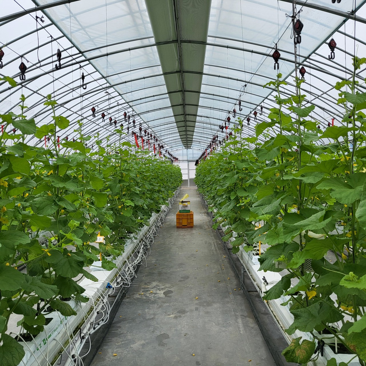 멜론 재배시설 전경 사진제공 = 충남농기원