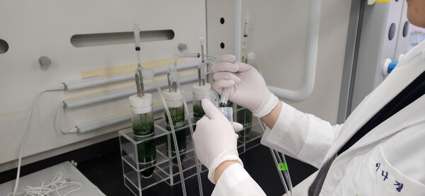 노스톡 속 HNIBRCY4의 광생물반응기 배양 및 샘플링 사진