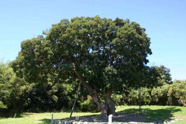 군산 하제마을 팽나무 전경 