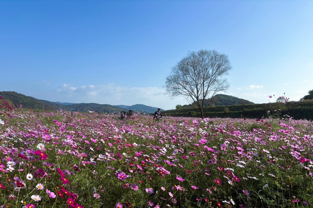 세종특별자치시 대평동에 위치한 숲뜰근린공원 용수천변 인근 코스모스 꽃밭에서 시민들이 가을 정취를 만끽하고있다. 이곳의 코스모스는 세종 금남면 주민총회를 통해 확정된 마을계획 사업으로, 금남면 주민자치회가 조성한 힐링 스팟이다. 사진 = 윤소리 기자