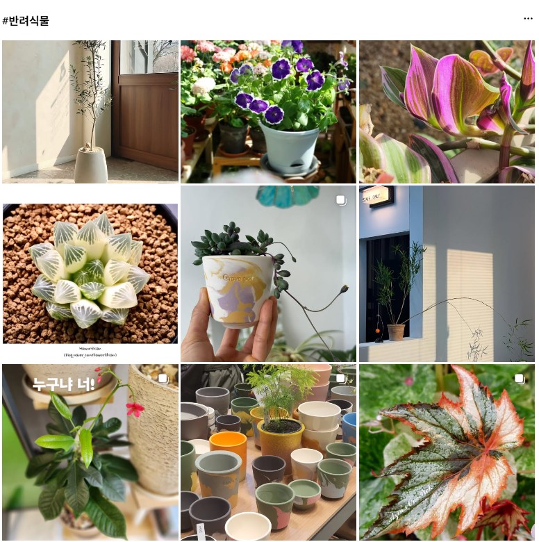 SNS #반려식물 검색 화면