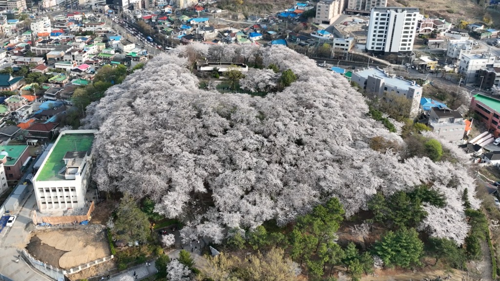 7일 대전 중구 테미공원에 벚꽃이 만개했다. 사진 = 이성재 기자