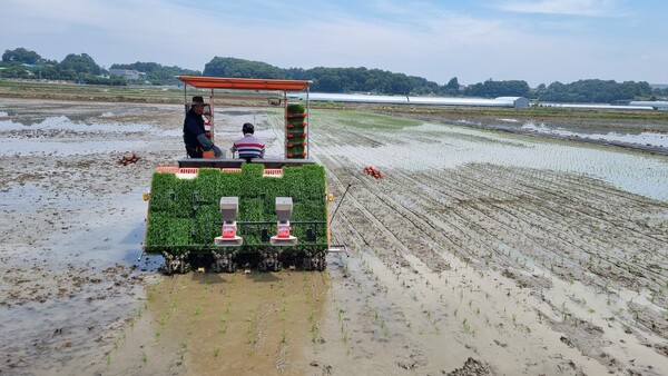 충북도농산사업소가 26일 진천군 진천읍 성석리 벼 종자 생산포장에서 올해 첫 모내기를 실시하며 본격적인 벼 종자 생산에 들어갔다.