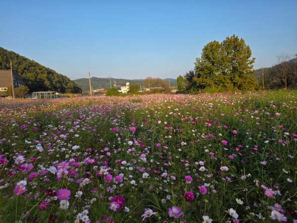 세종 국곡리 코스모스 정원 