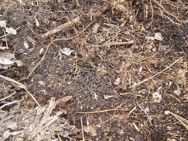 러브버그 유충 사진 